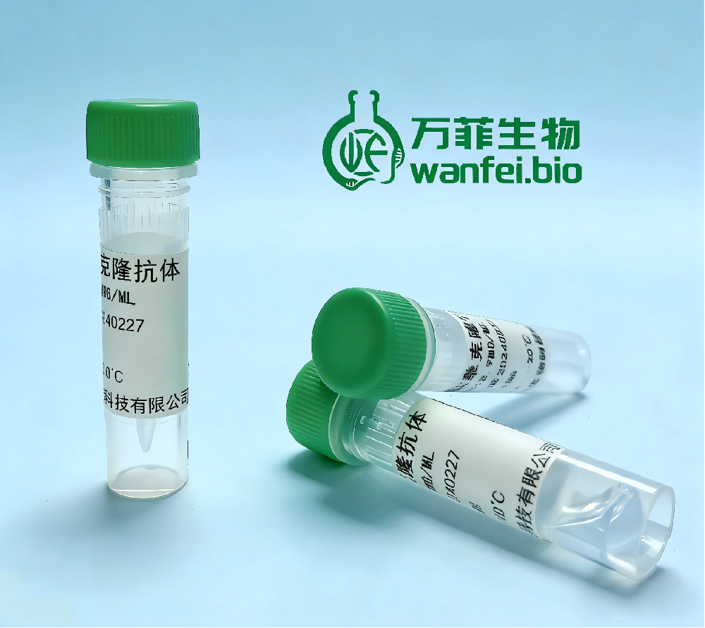 甲砜霉素单克隆抗体